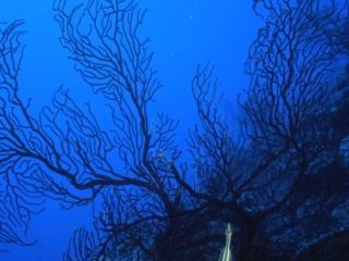 Trumpetfish & Deepwater lace fan-Provo