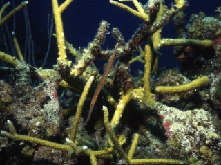 Trumpetfish in staghorn coral-Belize