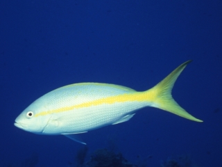 Yellowtail snapper-Grand Cayman Island