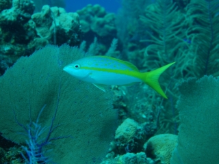 Yellowtail snapper (dig)-Belize