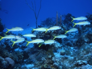 Yellowtail snappers-Provo, Turks & Caicos