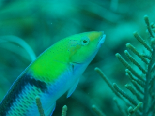 Yellowtail wrasse (dig)-Belize