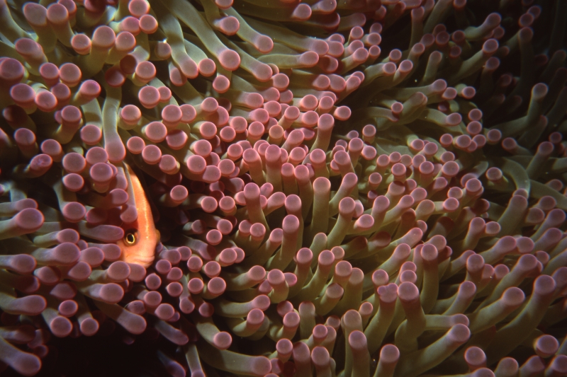 Anemonefish-Kavieng, Papua New Guinea
