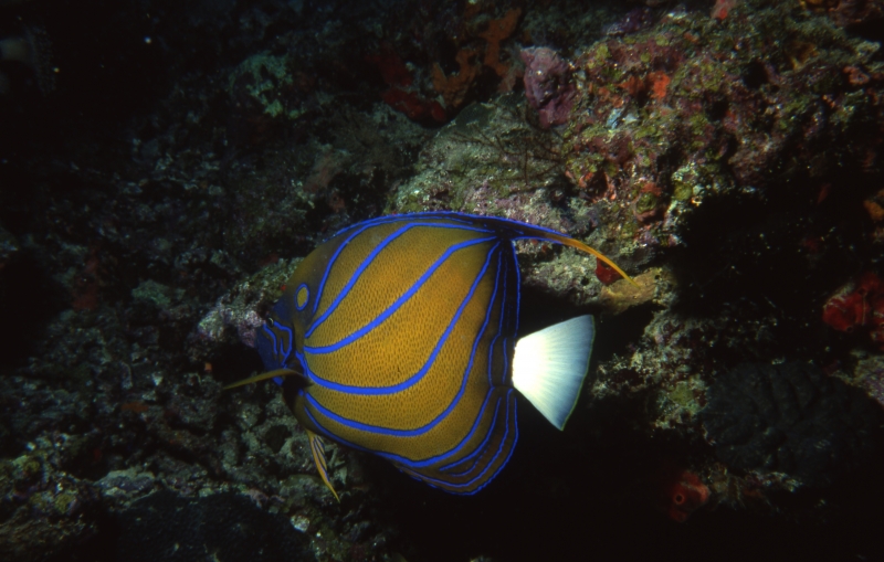 Blue-ringed angelfish-Surin Islands