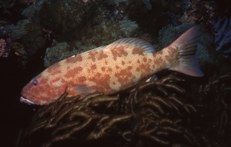 Brown-spotted grouper-Australia