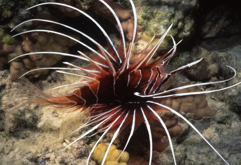 Clearfin lionfish-Red Sea