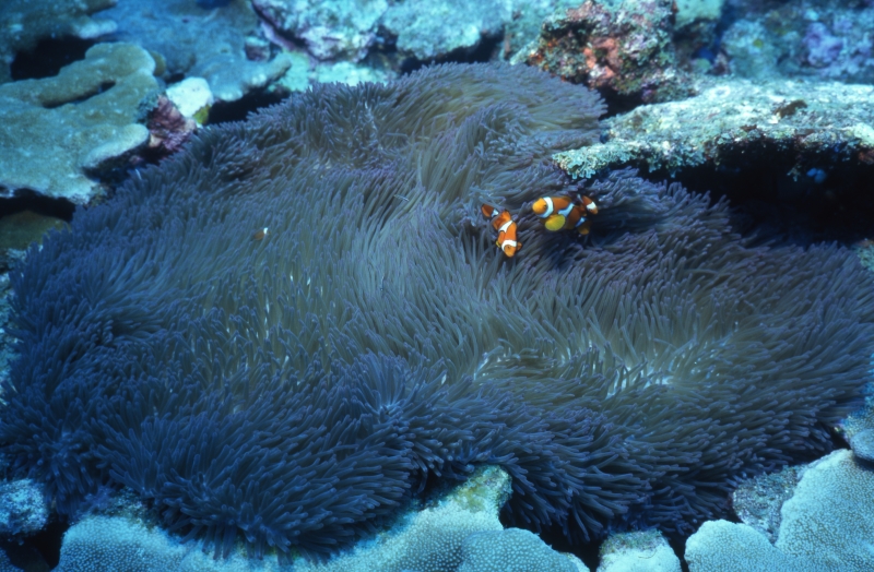 Clown anemonefish & anemone-Kavieng