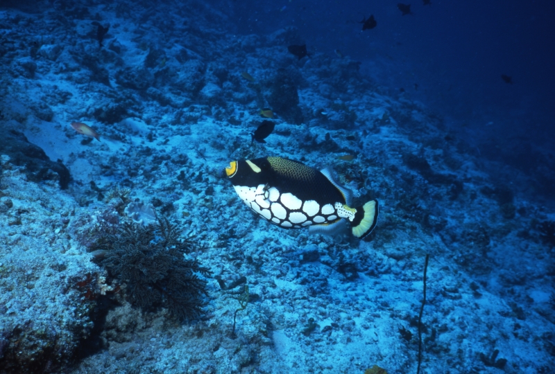 Clown triggerfish-Maldives