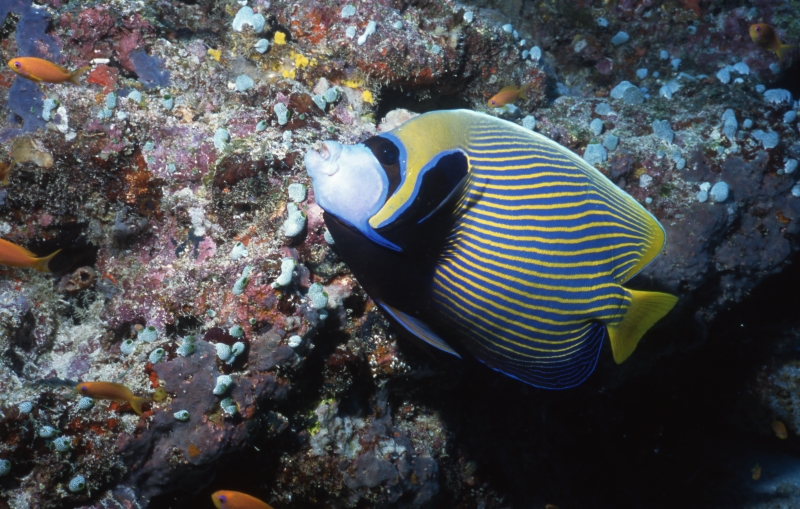 Emperor angelfish-Maldives
