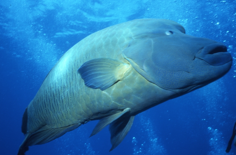 Humphead wrasse-Cod Hole, Great Barrier Reef