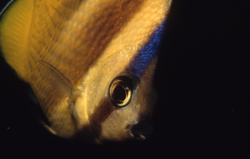 Klein's butterflyfish-Beqa Lagoon, Fiji