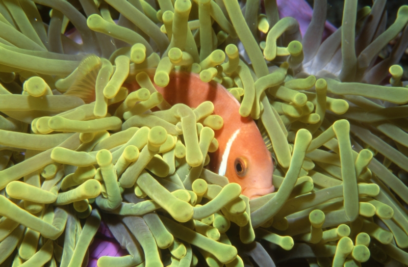 Maldive's anemonefish 2-Maldives