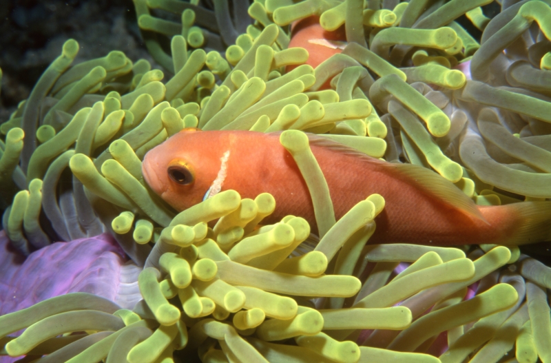 Maldive's anemonefish 3-Maldives