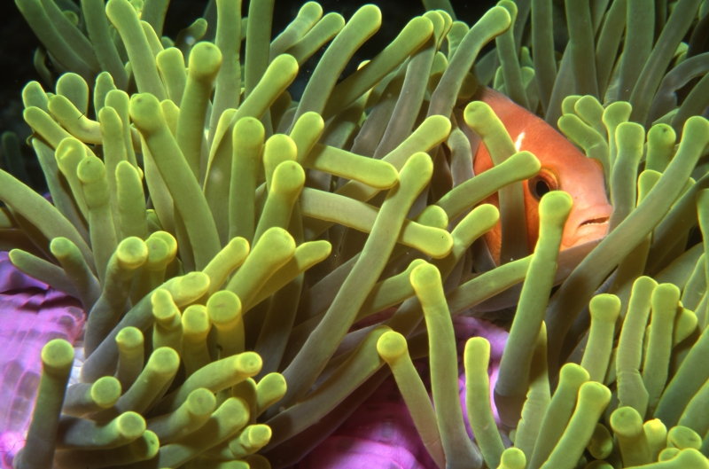 Maldive's anemonefish hiding in anemone-Maldives