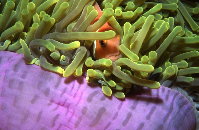 Maldive's anemonefish in Magnificent sea anemone