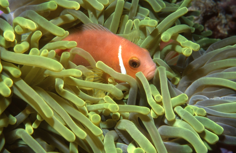 Maldive's anemonefish(1)-Maldives