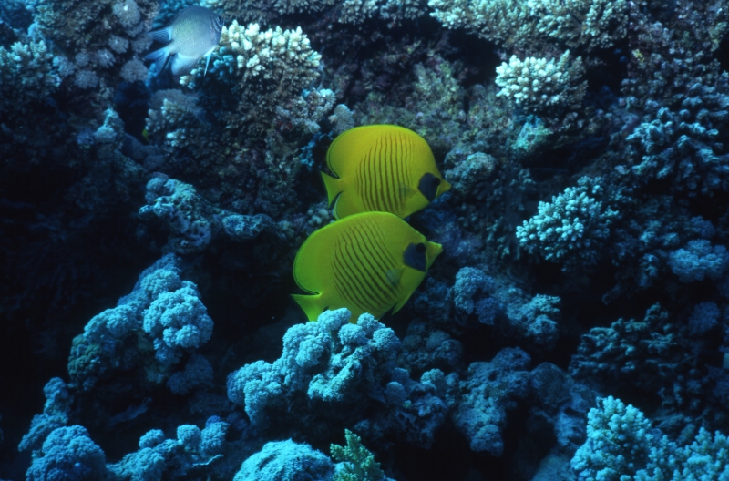 Masked butterflyfishes-Egypt