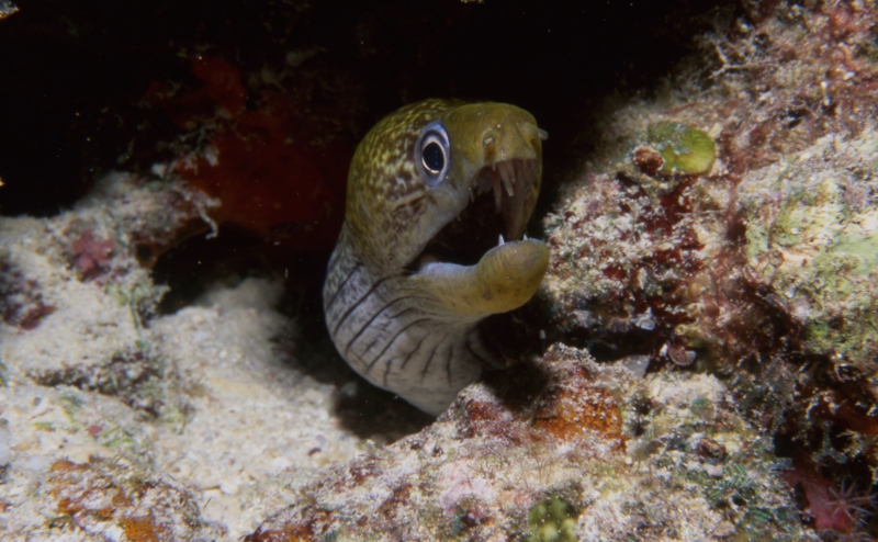Moray eel-Maldives