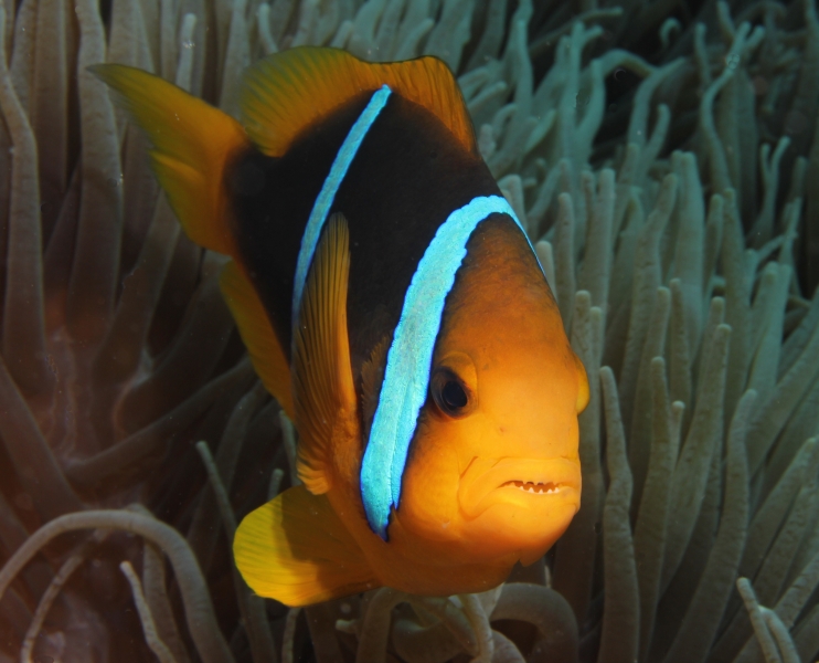 Orange-fin anemonefish (dig)-Fiji