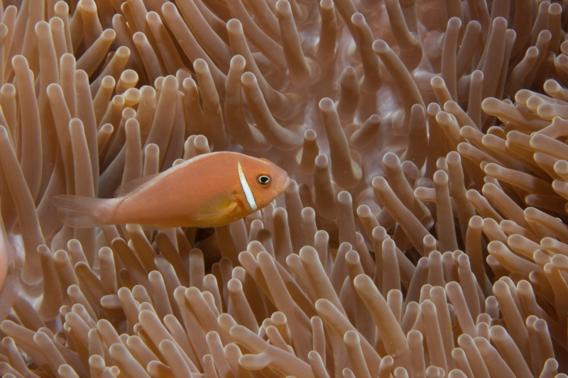 Pink anemonefish (dig)-Fiji
