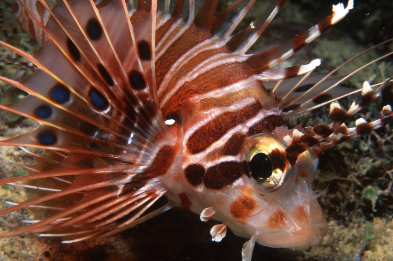 Spotfin lionfish-Kavieng, Papua New Guinea
