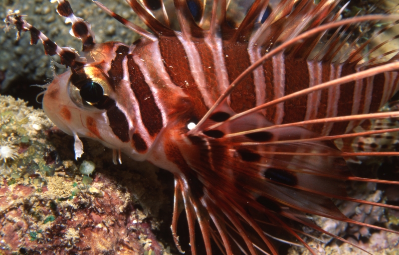 Spotfin lionfish-Papua New Guinea