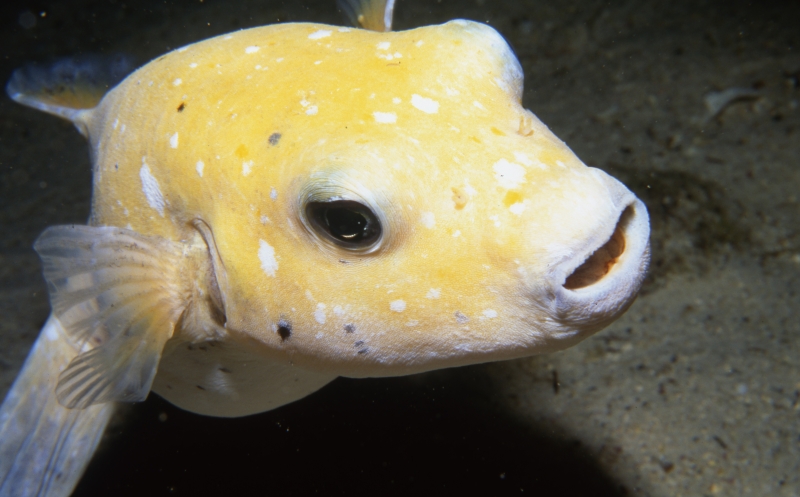 Spotted puffer (yellow phase)-Cocos Island