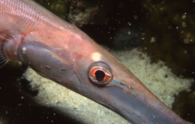 Tumpetfish eye-Cocos Island