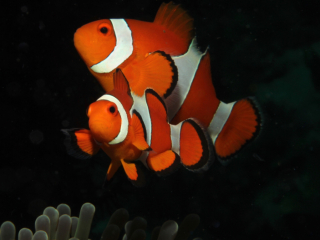 2 Clown Anemonefish-Anilao, Philippines
