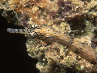 Banded pipefish-Kavieng, Papua New Guinea