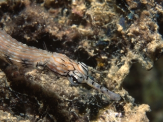 Banded pipefish-Papua New Guinea