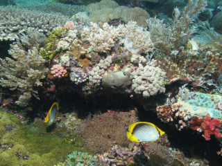 Black-Back Butterflyfish-Komodo, Indonesia