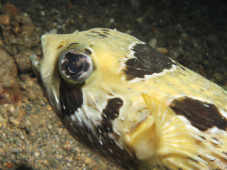 Black-Blotched Porcupinefish-Anilao, Philippines