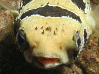 Black-Blotched Porcupinefish-Anilao