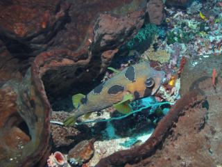 Black-Blotched Porcupinefish-Komodo, Indonesia