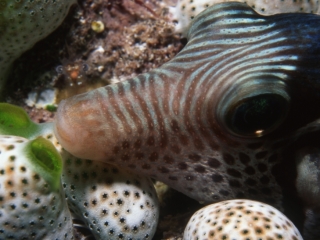 Black-saddled sharpnose puffer-Maldives