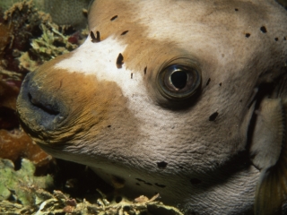 Black-spotted puffer-Truk Lagoon