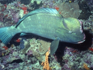 Bumphead parrotfish-Sipadan Island, Borneo