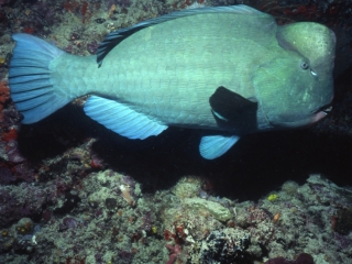 Bumphead parrotfish-Sipadan Island