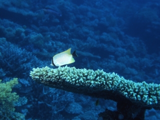 Chevroned butterflyfish-Red Sea
