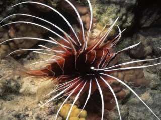 Clearfin lionfish-Red Sea