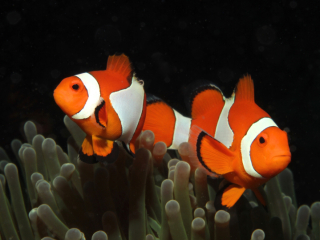 Clown Anemonefish facing opposite ways-Anilao, Philippines