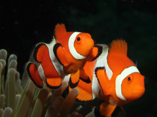 Clown Anemonefish facing the same way-Anilao, Philippines