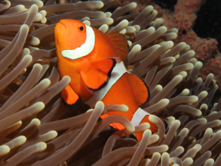 Clown anamonefish-Anilao, Philippines