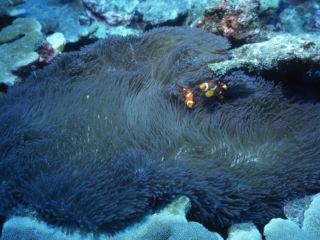 Clown anemonefish & anemone-Kavieng