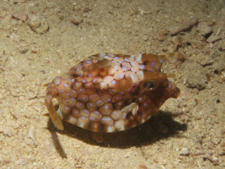 Cowfish-Komodo, Indonesia