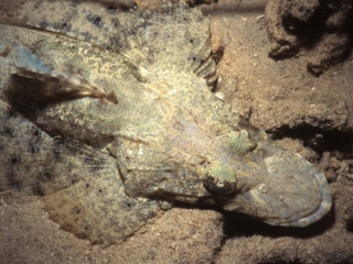 Crocodilefish-Papua New Guinea