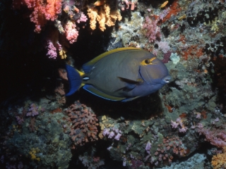 Dussumier's surgeonfish-Maldives