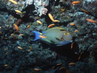 Dussumier's surgeonfish & Scalefin anthias-Maldives