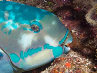 Ember parrotfish (dig)-Fiji